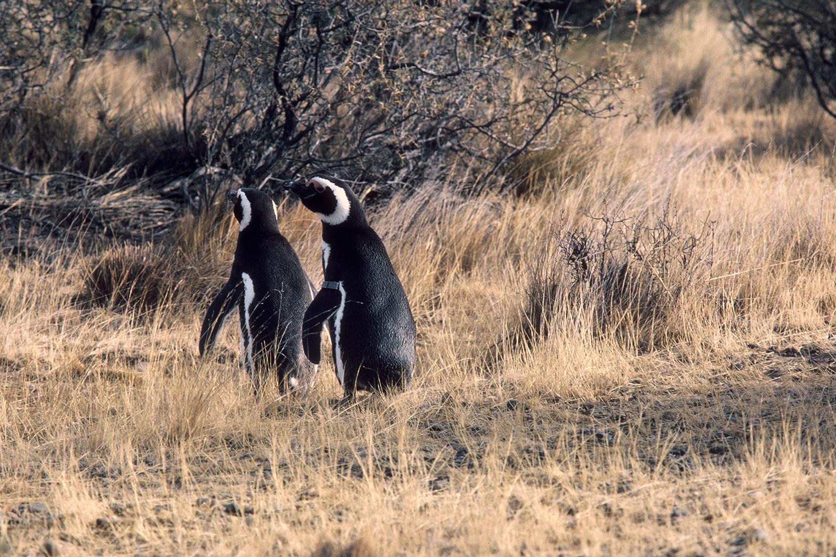 Magellanic penguin pair